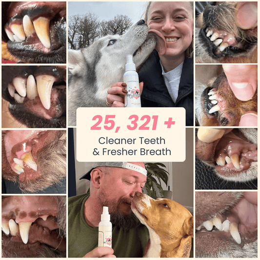 ⏳🔥Dental Spray - Stop Bad Breath & Tartar at the Source